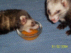 000_0148.gif (452288 Byte)